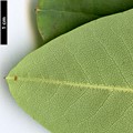 SpeciesSub: var. fargesii
